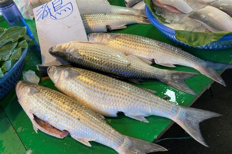 飼料魚是什麼魚|飼料魚一般是什麼魚精選